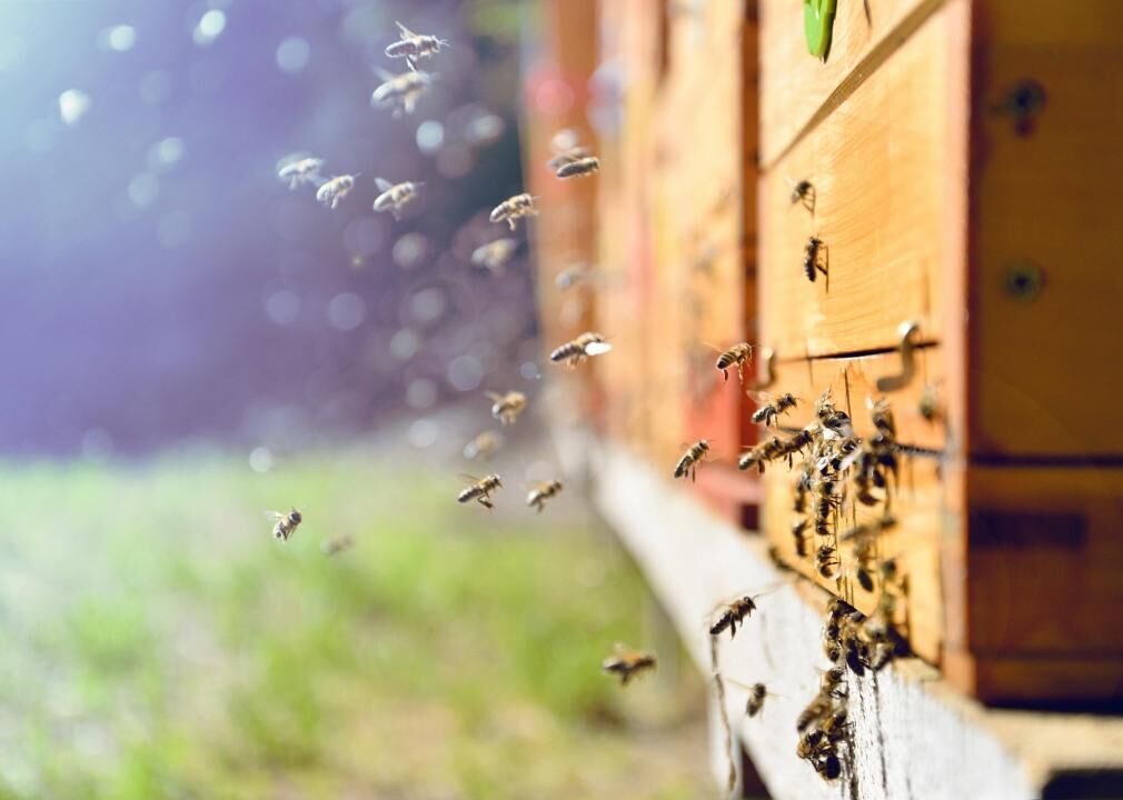 Bumblebees have big decline with climate change